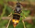 Vespa velutina - Die asiatische Hornisse